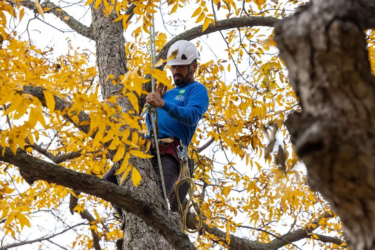 Skilled Tree Trimming crew working in Perry