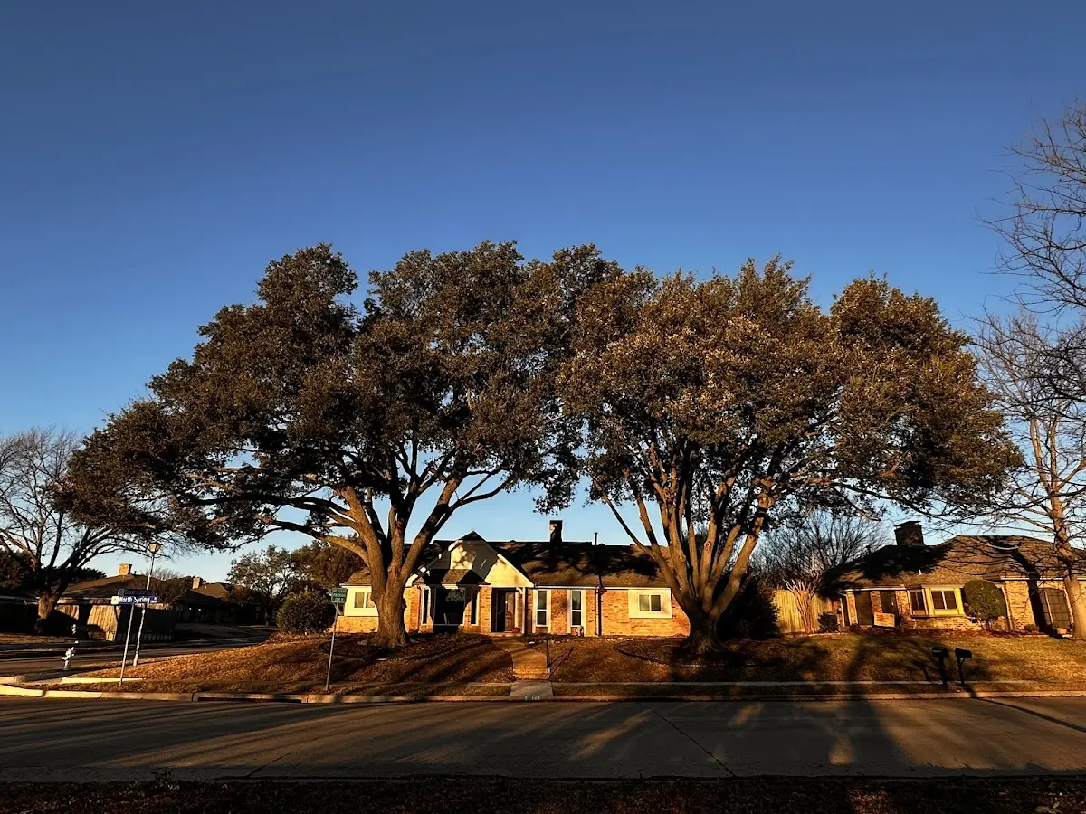 Established residential canopy tree shading a home in Perry